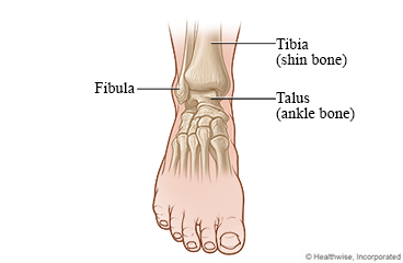 Front view of the bones of the ankle