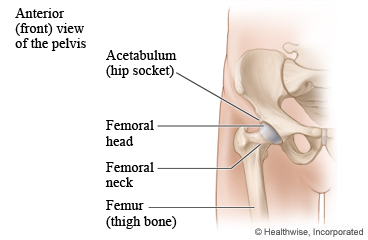 Hip joint and thigh bone
