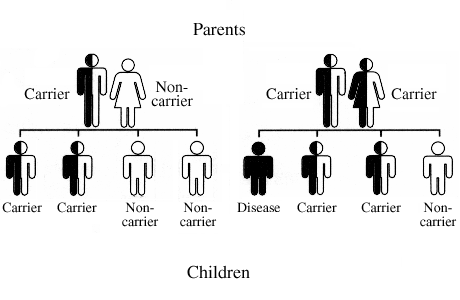 Diagram of recessive gene transmission from parents to child.