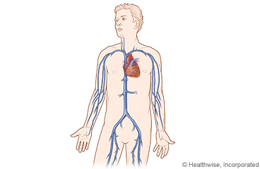 Major blood vessels in the body