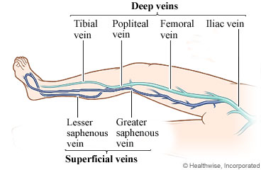 Veins of the leg
