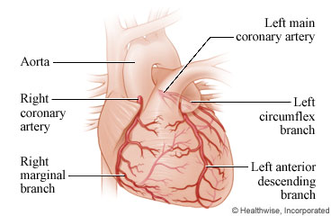 Heart and coronary arteries