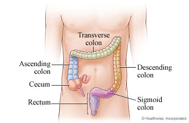 The colon