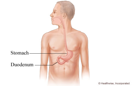 The duodenum and its location in the body.