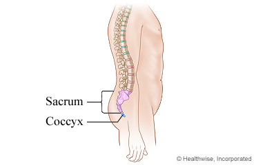 The sacrum and coccyx