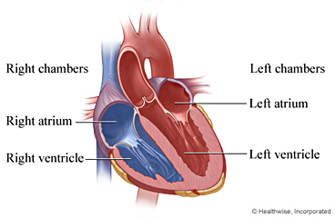 Cross section of heart showing the ventricles and atria