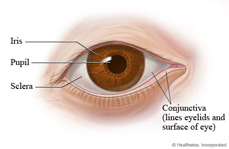 Parts of the eye (outer view)