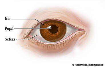 The eye, showing the coloured iris, the pupil in the centre, and the white sclera
