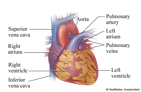The anatomy of the heart (outer view).