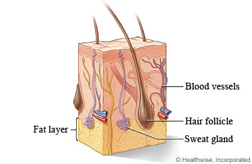Anatomy of the skin, including a hair follicle