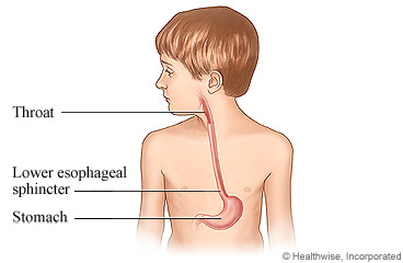 A child's throat, esophagus, and stomach