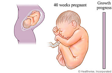 Fetal development at the 40th week