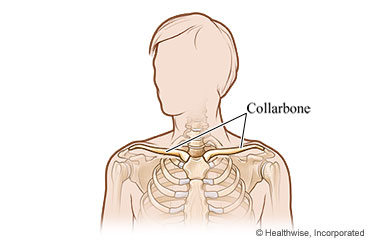 Picture of the collarbone