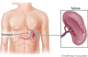 The spleen and its location near the stomach