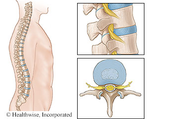The spine and vertebrae