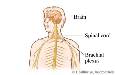 Nervous system, including the brachial plexus