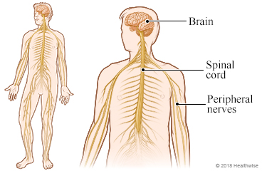 The nervous system, showing the location of the brain, spinal cord, and peripheral nerves