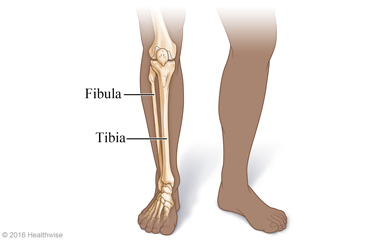 Bones of the lower leg