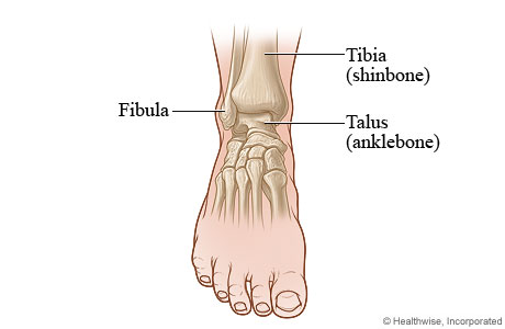 Front view of the ankle.