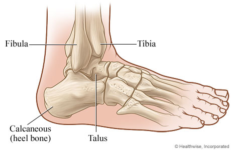 Side view of the ankle.