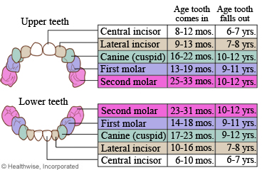 Primary (baby) teeth and the sequence of eruption