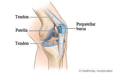 A healthy bursa and the tendons of the knee