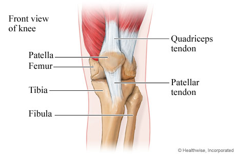 Front view of the bones and tendons of the knee.