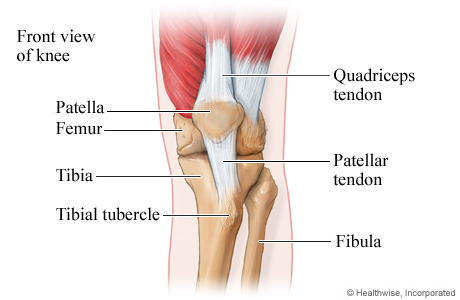 Picture of the bones and tendons of the knee.
