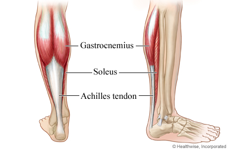 Achilles tendon and calf muscles.