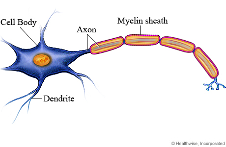 A neuron.