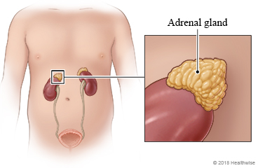 Location of the adrenal glands, with detail of the gland's appearance