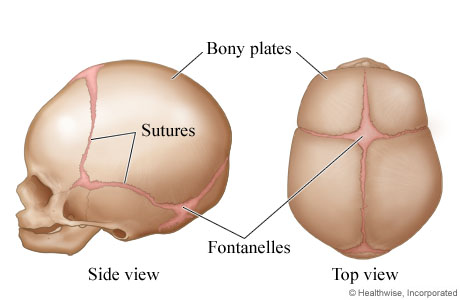 Skull sutures and bony plates in fetuses and infants.