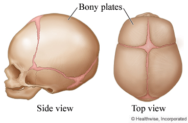 Bony plates in the skull of a newborn