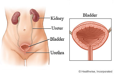The bladder