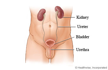 Male urinary tract