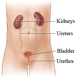 Kidneys, ureters, bladder, urethra