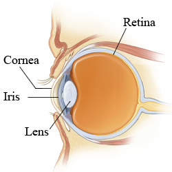 Parts of the eye, including the cornea on the front of the eye