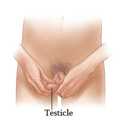 Picture of how to perform a testicle self-exam