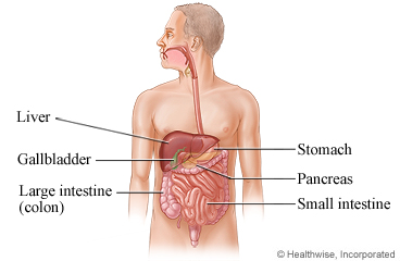 Organs of the abdomen