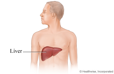 Picture showing location of liver
