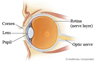 Anatomy of the eye, including the retina.