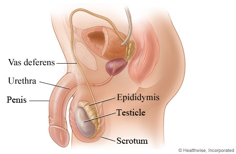 Testicle and its location in the body.
