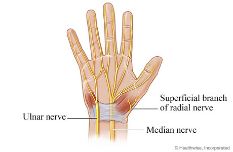 Nerves of the hand.