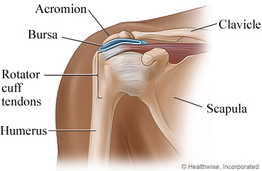Parts of the shoulder