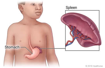 Location of spleen near stomach, with detail of spleen