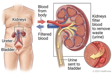 Kidneys, ureters, and bladder in body, with detail showing blood from body to kidney, kidney filtering blood to remove waste (urine), urine sent to bladder, and filtered blood flowing back to body.