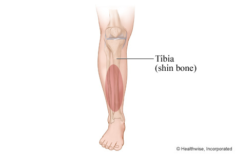 The shin bone (tibia).