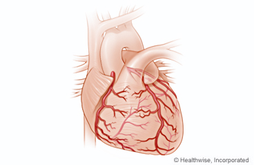Picture of the heart