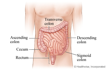The parts of the lower digestive system