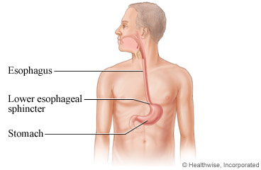 Esophagus and stomach
